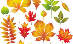 Autumn Leaves Vector
